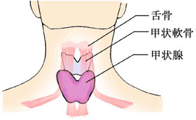 甲状腺の病気について