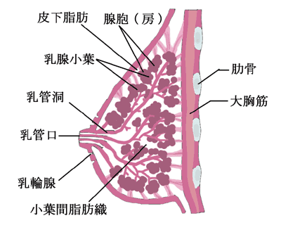 乳腺の病気について